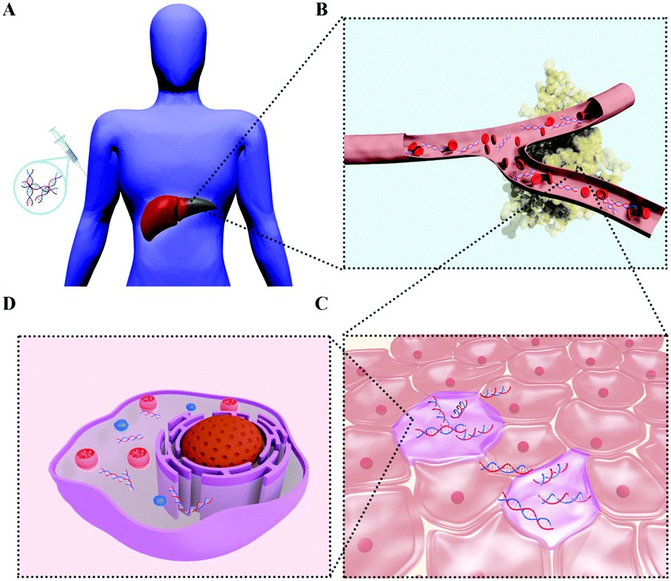 Biology - reticuloendothelial system