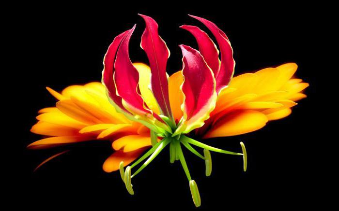gloriosa flower