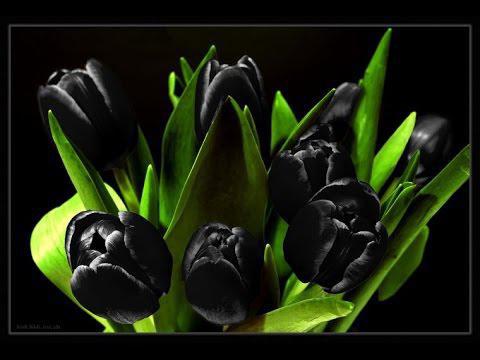 tulip king of the night