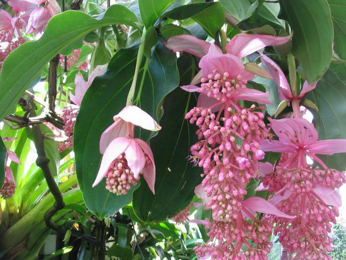 medinilla flower