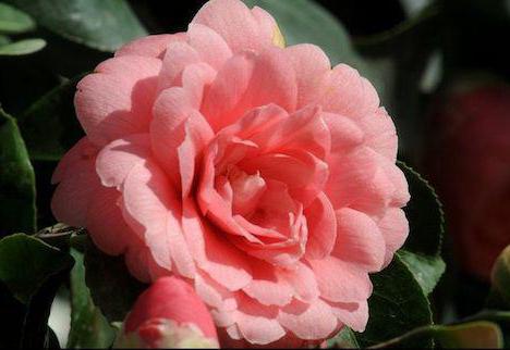 the most expensive flowers