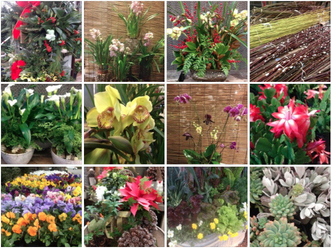 indoor plant business