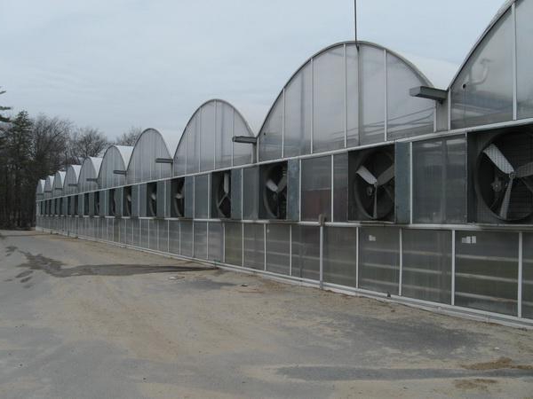 greenhouse production