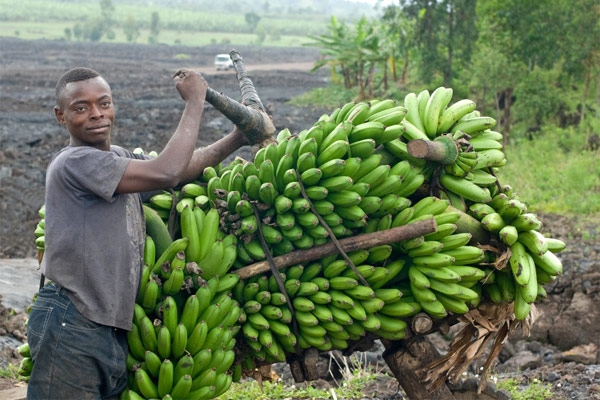 banana producer