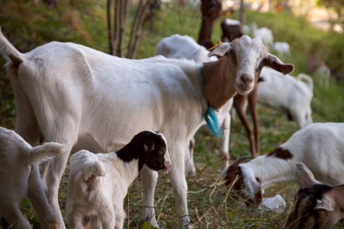 goat farm business plan