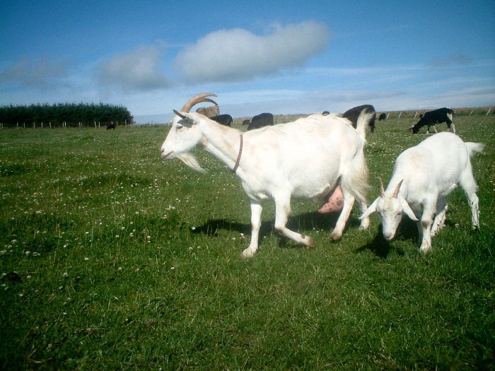 milk processing business plan