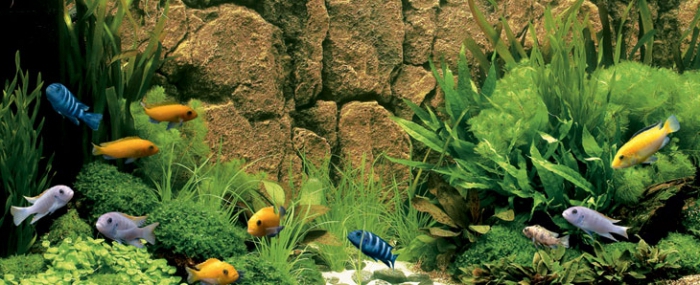 breeding aquarium fish