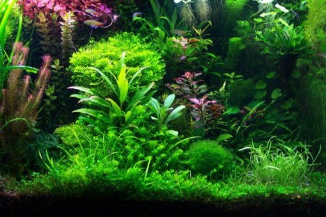 Is it possible to make money on growing aquarium plants