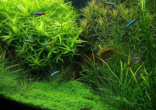 breeding aquarium plants as a business