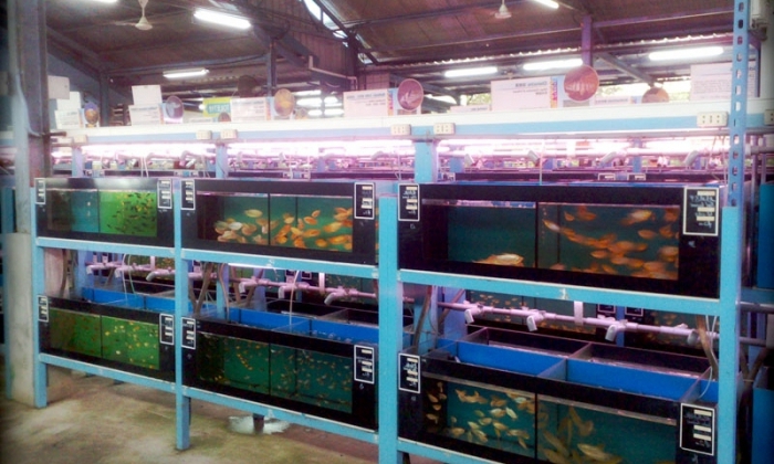 Breeding aquarium fish