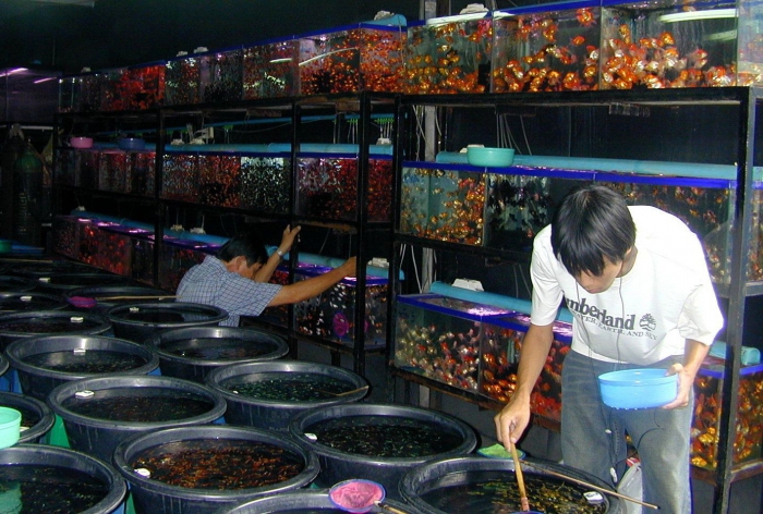 fish farming