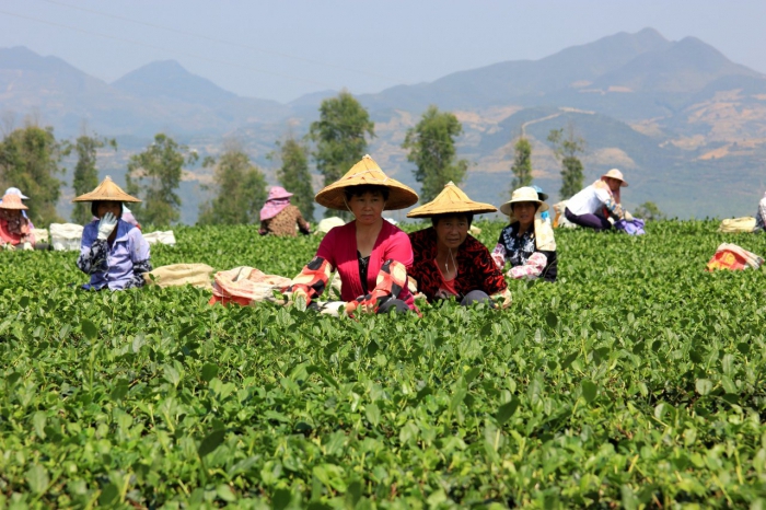 Business chinese tea