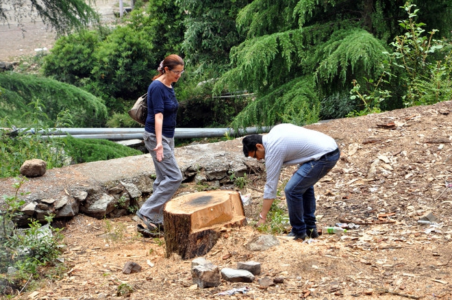 illegal tree felling