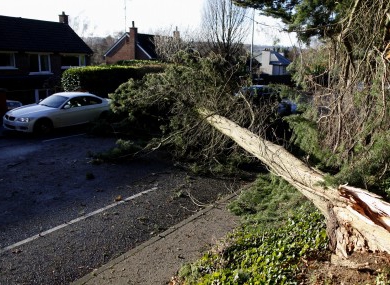 felling trees in the city