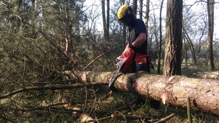 felling of trees and bushes