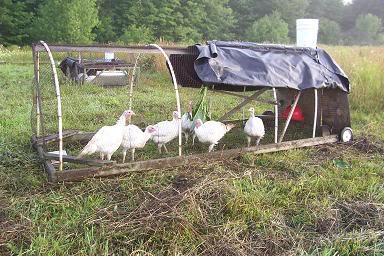 turkey farm