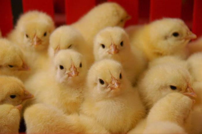 home growing broilers