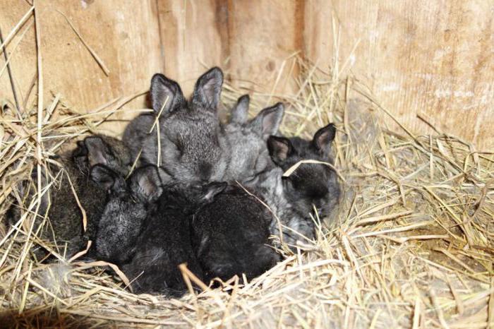 rabbits breeding