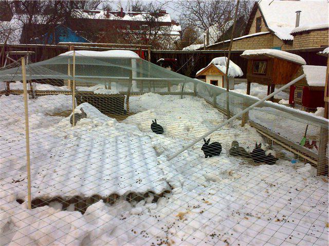 breeding rabbits in a pit with access to the aviary