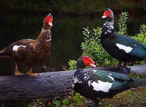 breeding musky duck photo