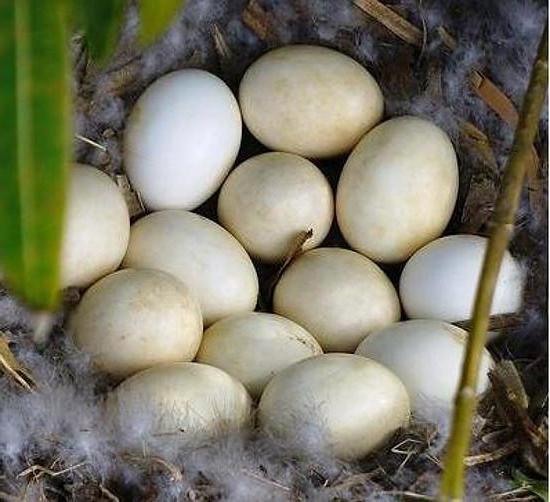  breeding musk duck care