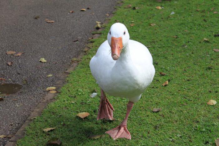 breed of geese linda