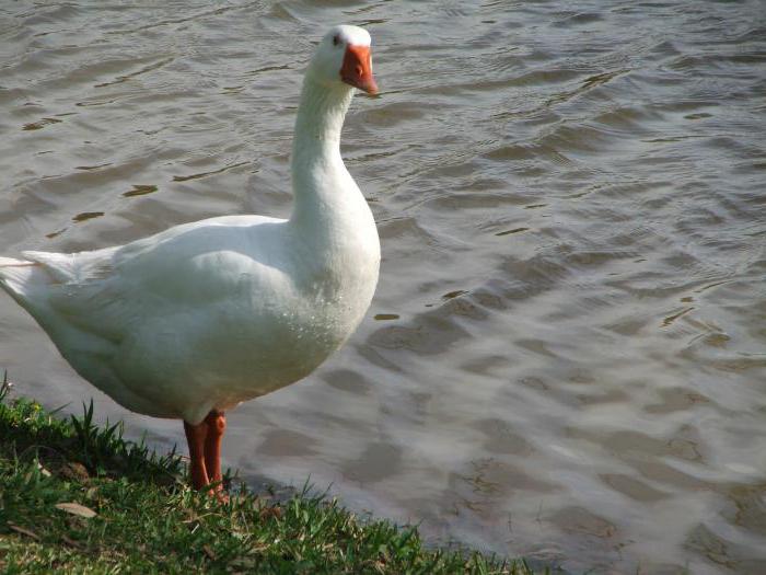 white goose