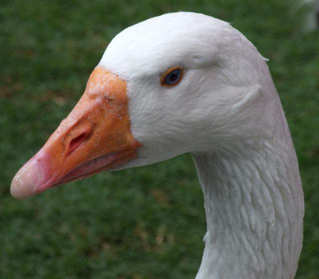 geese linda breeding