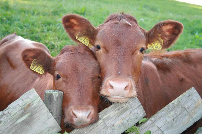 cattle breeding business plan
