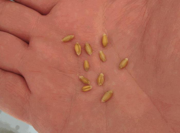 wheat growing conditions in Russia