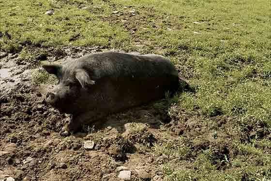 manure processing worms