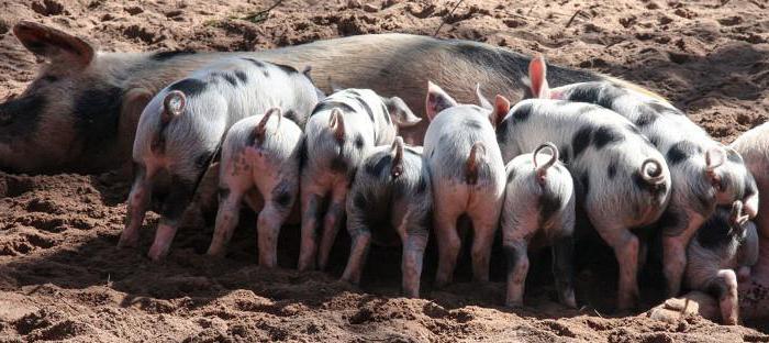 The state of pig breeding in Russia