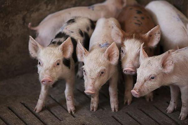 pig breeding in Russia