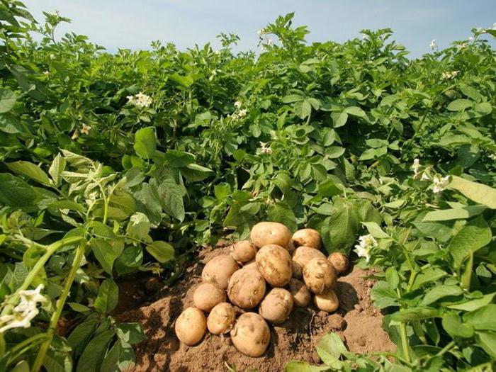 potato yield from 1 ha in Siberia