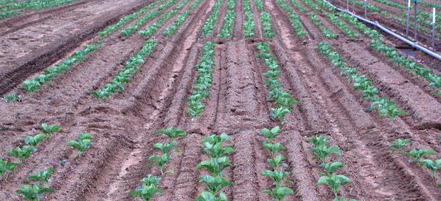 how much is the potato yield from 1 ha