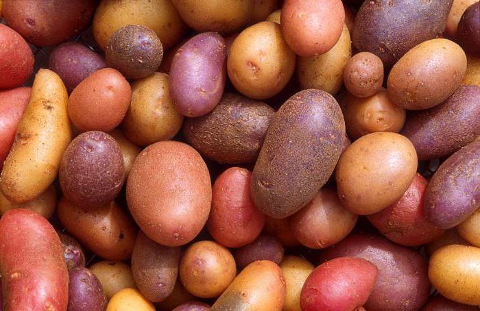 potato yield from 1 ha in Russia