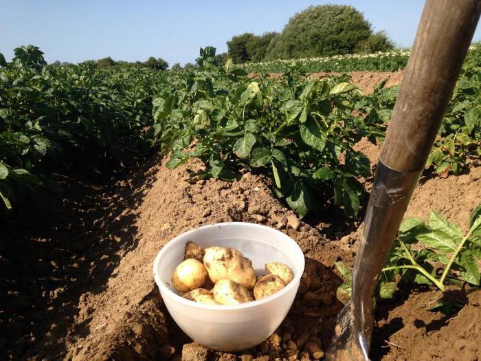 potato yield from 1 ha