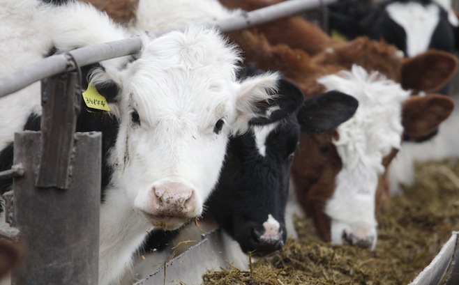 Cattle breeding in the Sverdlovsk region