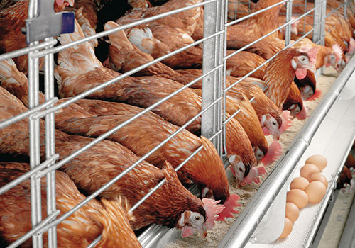 Poultry complexes of the Sverdlovsk region