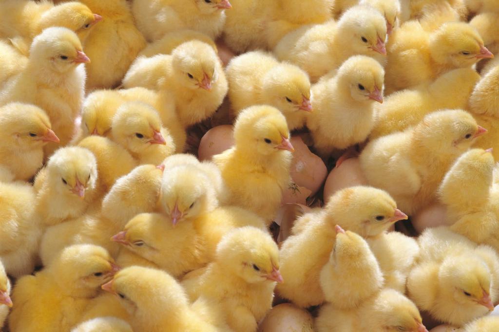 Breeding chickens in the Sverdlovsk region