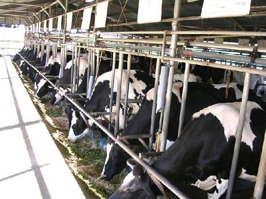 Profitable village business