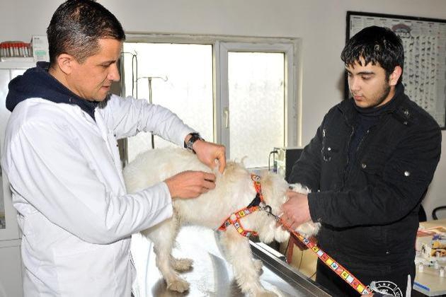 veterinary certificate form