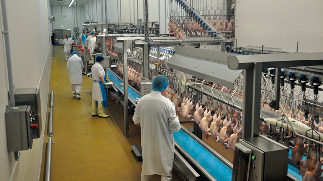 veterinary certificate sample