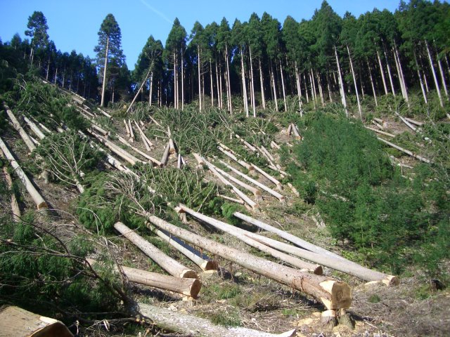 deforestation