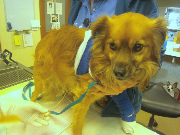 how to open a shelter for animals where to get money