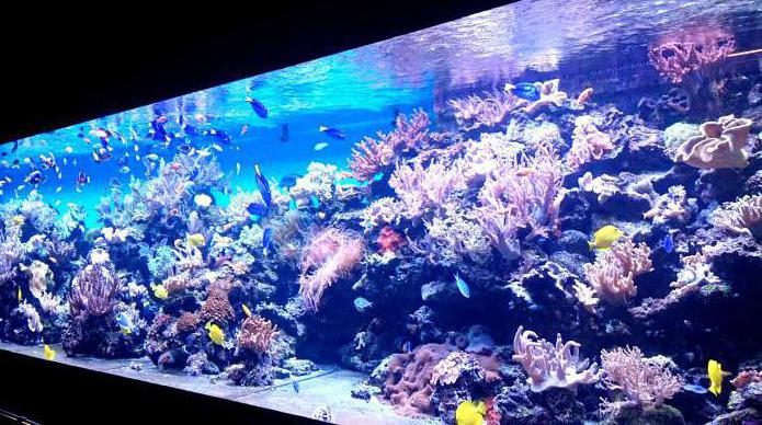 The largest aquarium in Moscow shopping mall rio on the Dmitrov highway