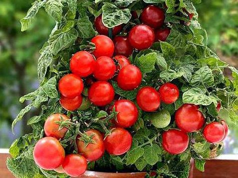 how to survive in a crisis