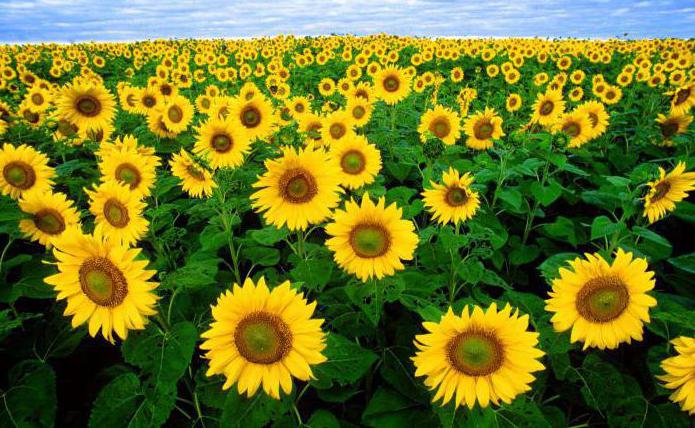 stages of reclamation of disturbed lands