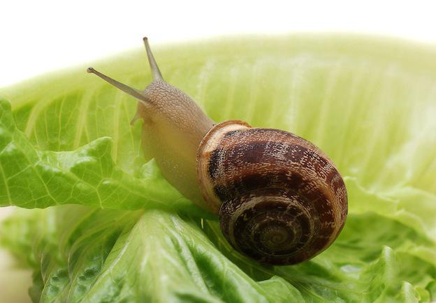 how do snails breed