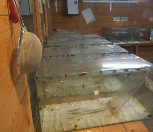 snail breeding